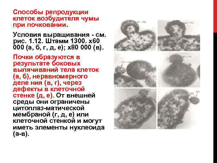 Способы репродукции клеток возбудителя чумы при почковании. Условия выращивания см. рис. 1. 12. Штамм