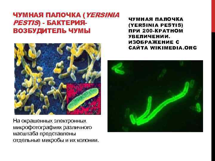 ЧУМНАЯ ПАЛОЧКА (YERSINIA PESTIS) - БАКТЕРИЯВОЗБУДИТЕЛЬ ЧУМЫ На окрашенных электронных микрофотографиях различного масштаба представлены