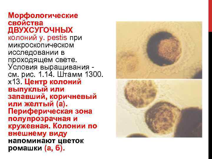 Морфологические свойства ДВУХСУГОЧНЫХ колоний у. pestis при микроскопическом исследовании в проходящем свете. Условия выращивания