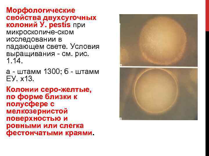 Морфологические свойства двухсугочных колоний У. pestis при микроскопиче ском исследовании в падающем свете. Условия