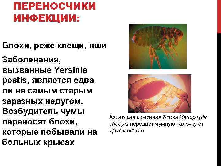 ПЕРЕНОСЧИКИ ИНФЕКЦИИ: Блохи, реже клещи, вши Заболевания, вызванные Yersinia pestis, является едва ли не
