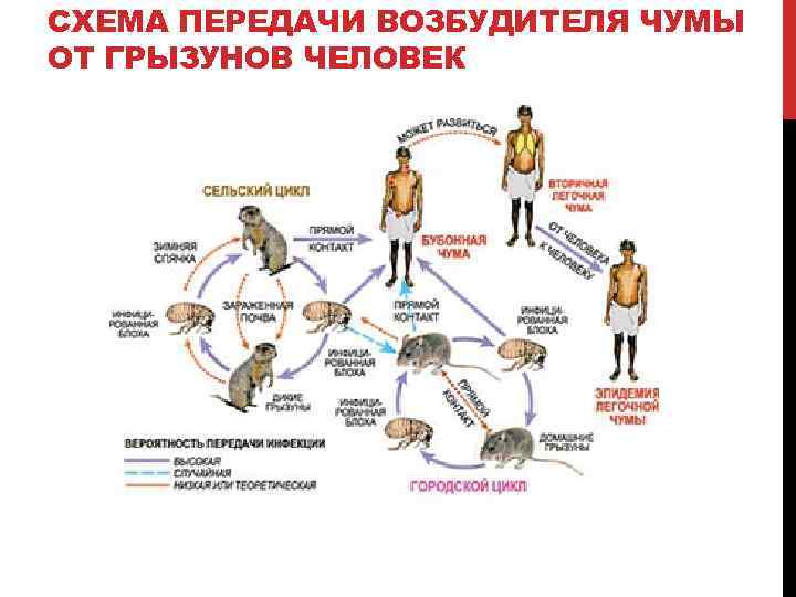СХЕМА ПЕРЕДАЧИ ВОЗБУДИТЕЛЯ ЧУМЫ ОТ ГРЫЗУНОВ ЧЕЛОВЕК 