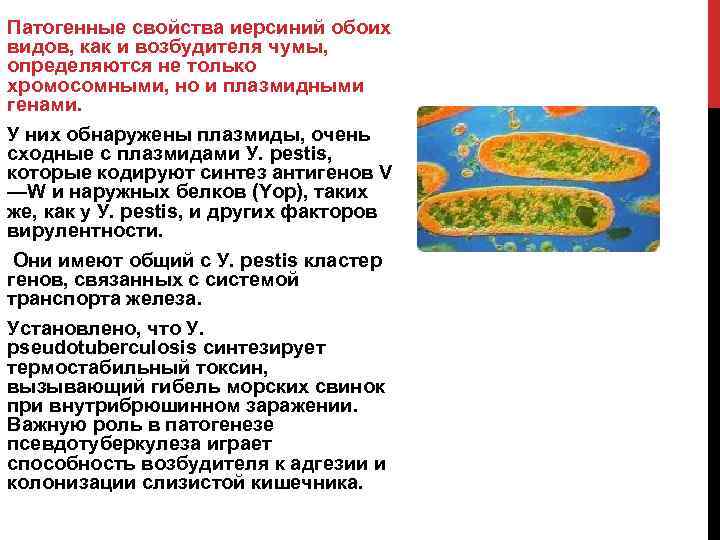 Патогенные свойства иерсиний обоих видов, как и возбудителя чумы, определяются не только хромосомными, но