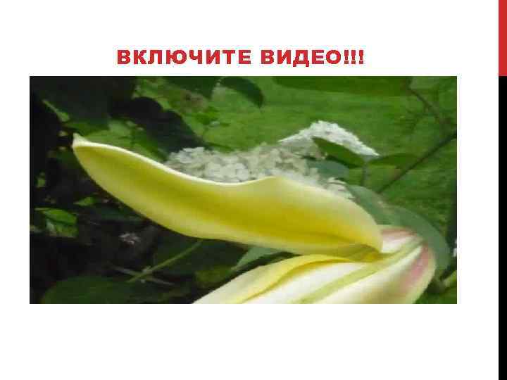 ВКЛЮЧИТЕ ВИДЕО!!! 