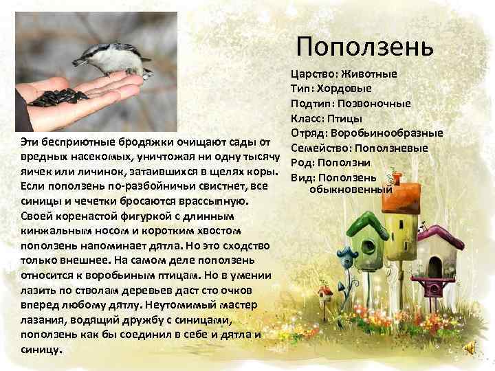 Поползень Царство: Животные Тип: Хордовые Подтип: Позвоночные Класс: Птицы Отряд: Воробьинообразные Эти бесприютные бродяжки