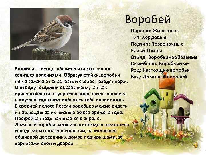 Воробей Воробьи — птицы общительные и склонны селиться колониями. Образуя стайки, воробьи легче замечают