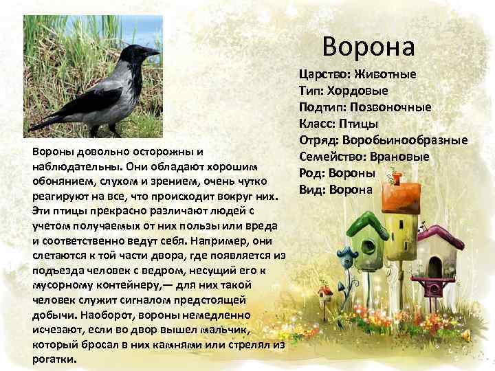 Ворона Вороны довольно осторожны и наблюдательны. Они обладают хорошим обонянием, слухом и зрением, очень