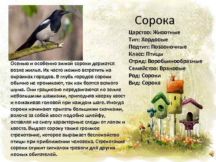 У сороки боли. Городская сорока. Сорока зимой. Сорока осенью что делают. Диалог сорок осенью.