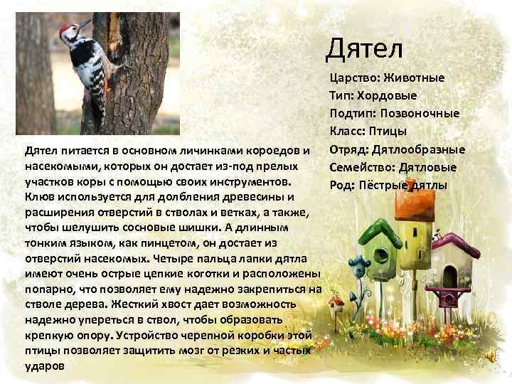 Дятел питается в основном личинками короедов и насекомыми, которых он достает из-под прелых участков