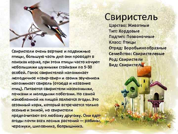 Свиристель Свиристели очень верткие и подвижные птицы, большую часть дня они проводят в поисках