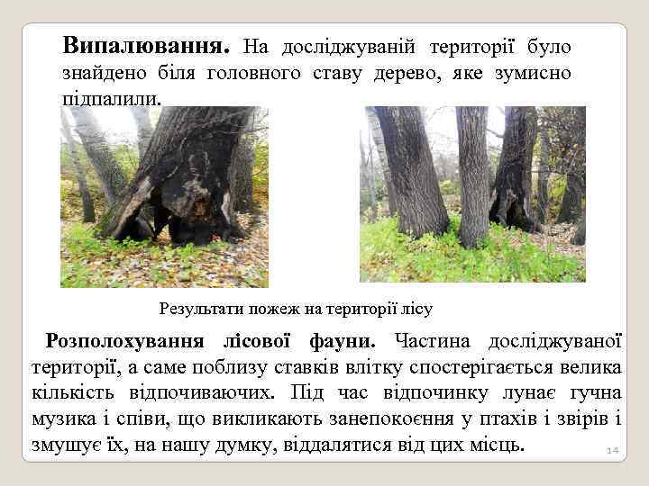 Випалювання. На досліджуваній території було знайдено біля головного ставу дерево, яке зумисно підпалили. Результати