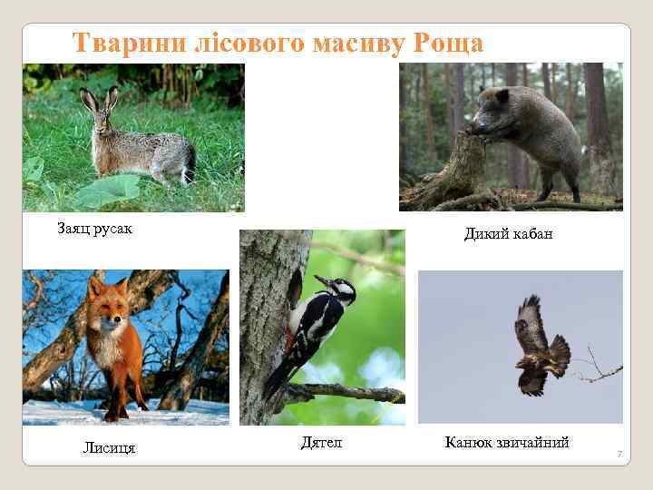 Тварини лісового масиву Роща Заяц русак Лисиця Дикий кабан Дятел Канюк звичайний 7 