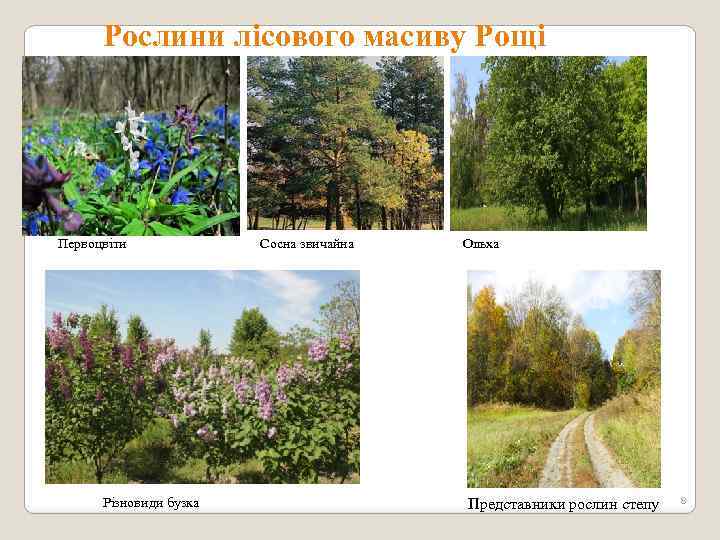 Рослини лісового масиву Рощі Первоцвіти Різновиди бузка Сосна звичайна Ольха Представники рослин степу 8