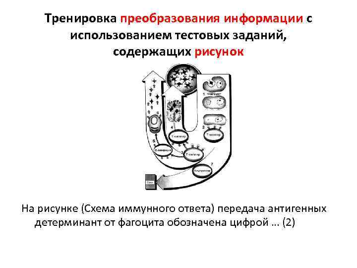 Тренировка преобразования информации с использованием тестовых заданий, содержащих рисунок На рисунке (Схема иммунного ответа)