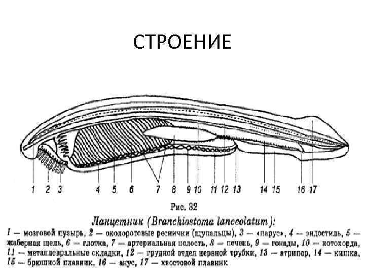 Продольный разрез ланцетника рисунок с подписями