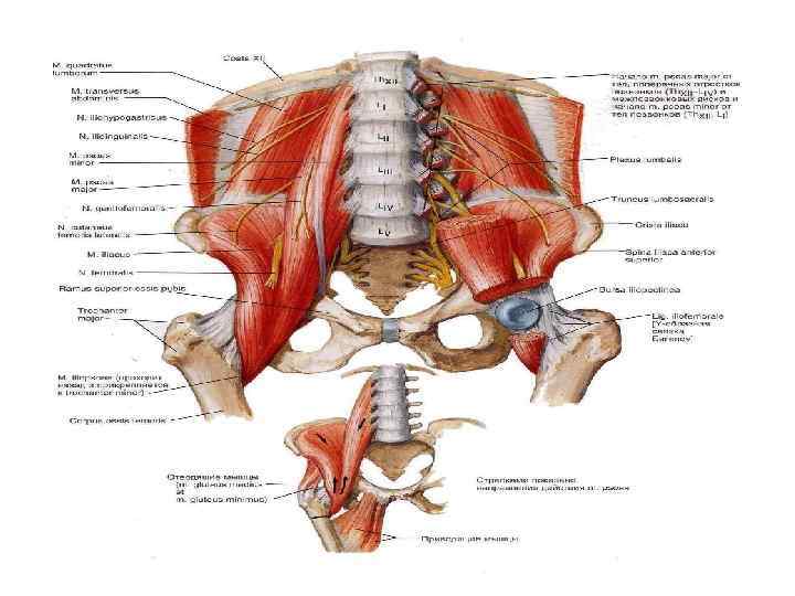Мышцы таза схема