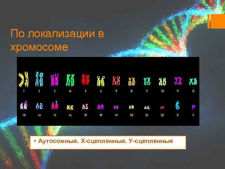 По локализации в хромосоме § Аутосомные. Х-сцепленные. У-сцепленные 