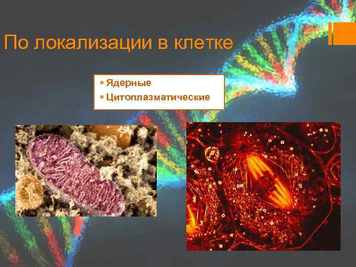 По локализации в клетке § Ядерные § Цитоплазматические 