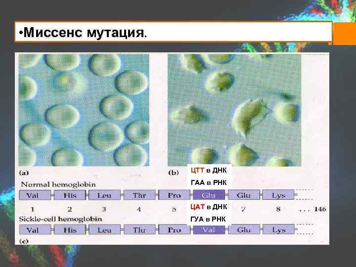  • Миссенс мутация. ЦТТ в ДНК ГАА в РНК ЦАТ в ДНК ГУА