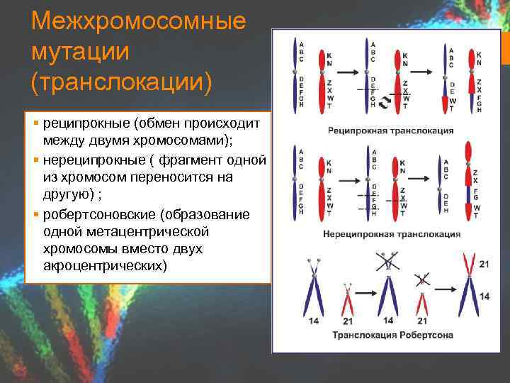 Хромосомные мутации примеры. Реципрокная транслокация. Реципрокные хромосомные мутации. Реципрокные робертсоновские. Хромосомная транслокация реципрокная.