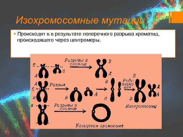 Изохромосомные мутации § Происходят в в результате поперечного разрыва хроматид, происходящего через центромеры. 