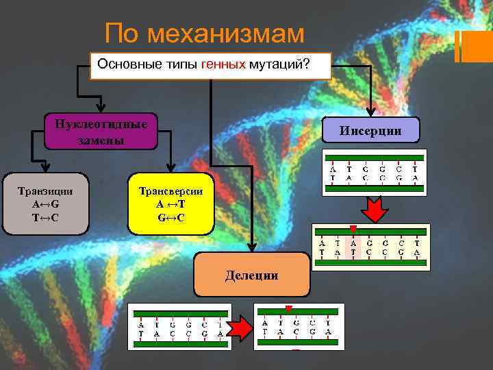 По механизмам Основные типы генных мутаций? Нуклеотидные замены Транзиции A↔G T↔C Инсерции Трансверсии A