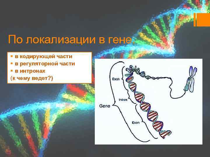 По локализации в гене. § в кодирующей части § в регуляторной части § в