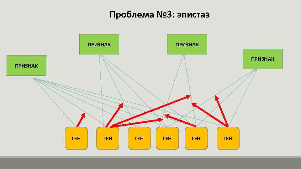 Проблема № 3: эпистаз ПРИЗНАК ГЕН ГЕН ГЕН 