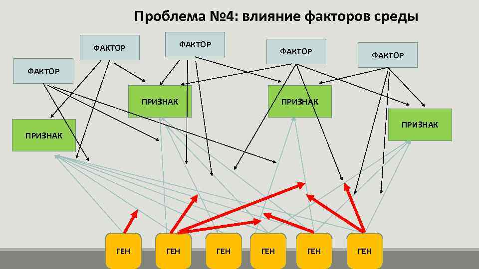 Проблема № 4: влияние факторов среды ФАКТОР ФАКТОР ПРИЗНАК ГЕН ГЕН ГЕН 