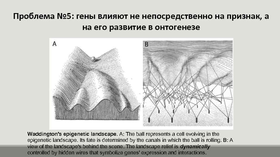 Проблема № 5: гены влияют не непосредственно на признак, а на его развитие в