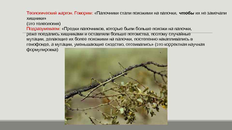 Теологический жаргон. Говорим: «Палочники стали похожими на палочки, чтобы их не замечали хищники» (это