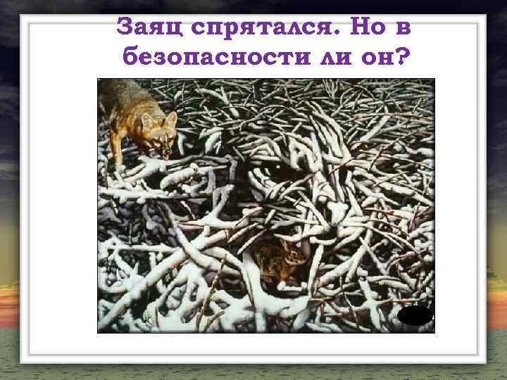 Заяц спрятался. Но в безопасности ли он? 