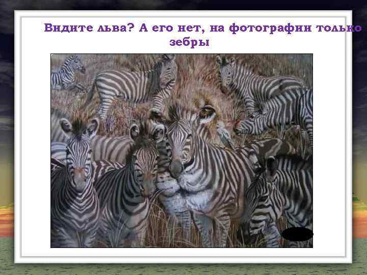 Видите льва? А его нет, на фотографии только зебры. 