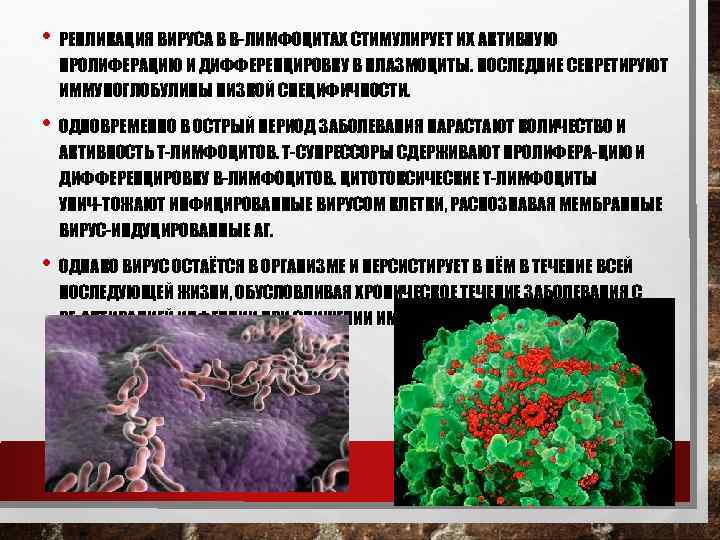  • РЕПЛИКАЦИЯ ВИРУСА В В ЛИМФОЦИТАХ СТИМУЛИРУЕТ ИХ АКТИВНУЮ ПРОЛИФЕРАЦИЮ И ДИФФЕРЕНЦИРОВКУ В