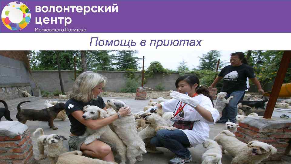 Помощь в приютах 