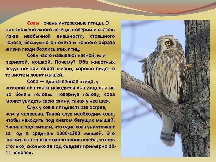 Совы - очень интересные птицы. О них сложено много легенд, поверий и сказок. Из-за