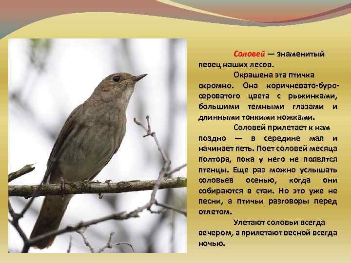 Соловей — знаменитый певец наших лесов. Окрашена эта птичка скромно. Она коричневато-буросероватого цвета с