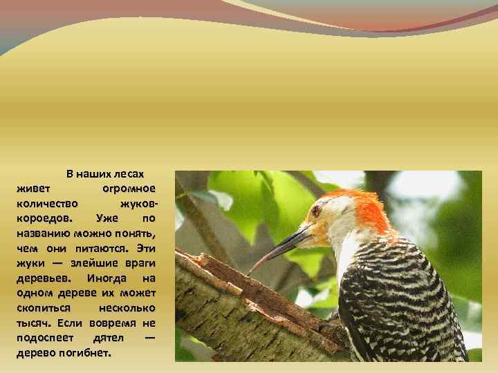 В наших лесах живет огромное количество жуковкороедов. Уже по названию можно понять, чем они