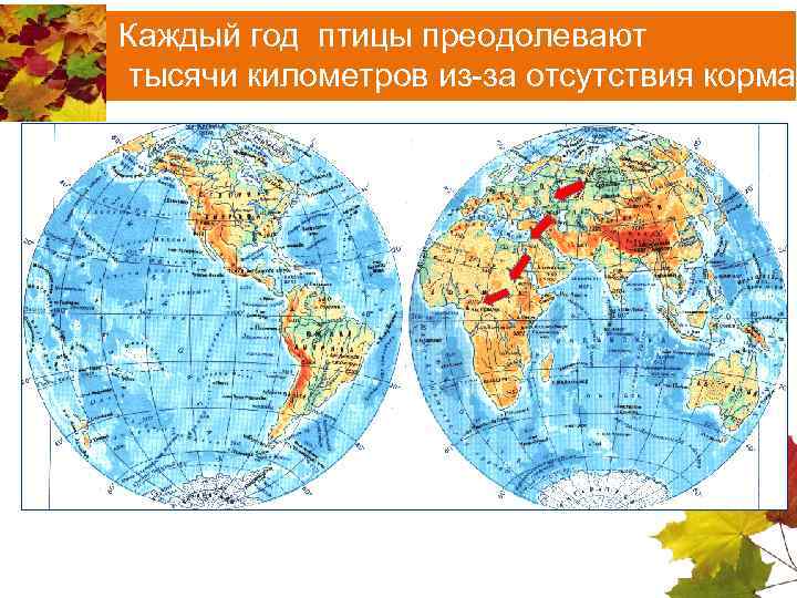 Каждый год птицы преодолевают тысячи километров из-за отсутствия корма 