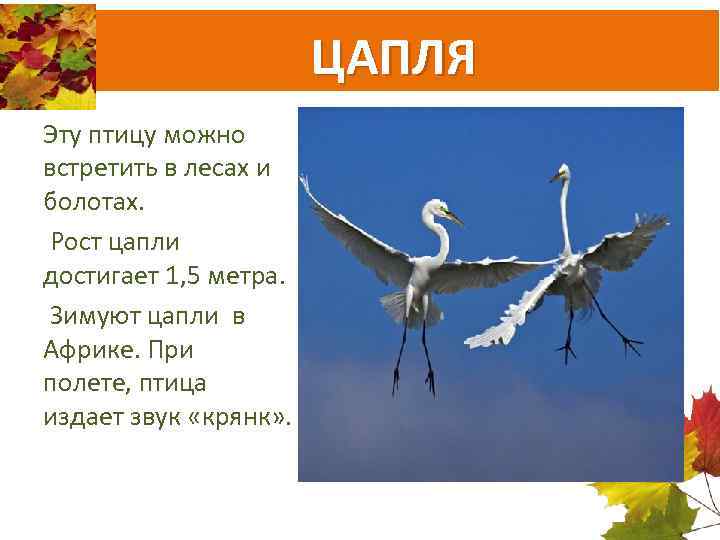 ЦАПЛЯ Эту птицу можно встретить в лесах и болотах. Рост цапли достигает 1, 5