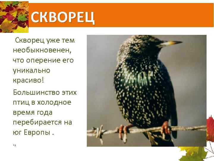 СКВОРЕЦ Скворец уже тем необыкновенен, что оперение его уникально красиво! Большинство этих птиц в