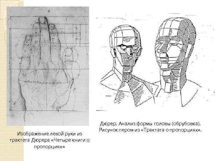 Изображение левой руки из трактата Дюрера «Четыре книги о пропорциях» Дюрер. Анализ формы головы