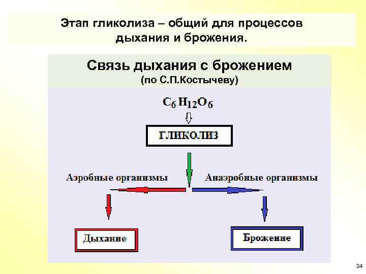 Процесс аэробного дыхания отображает схема