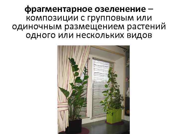 фрагментарное озеленение – композиции с групповым или одиночным размещением растений одного или нескольких видов