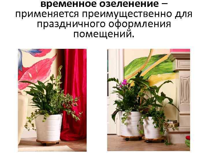 временное озеленение – применяется преимущественно для праздничного оформления помещений. 