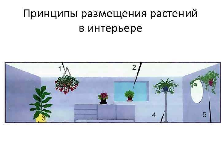 Принципы размещения растений в интерьере 