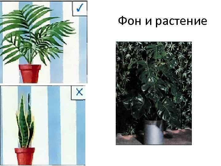 Фон и растение 