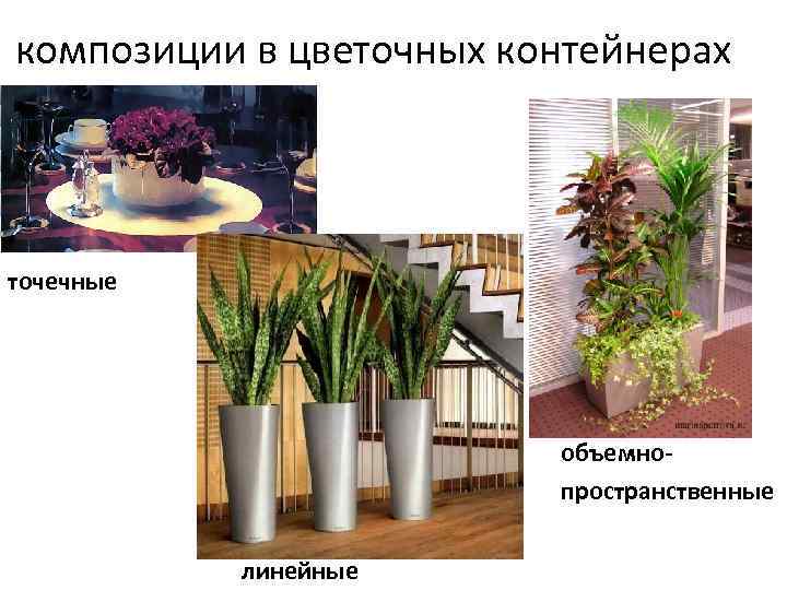 композиции в цветочных контейнерах точечные объемнопространственные линейные 