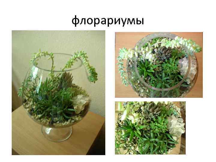 флорариумы 