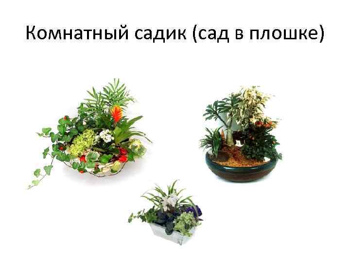 Комнатный садик (сад в плошке) 